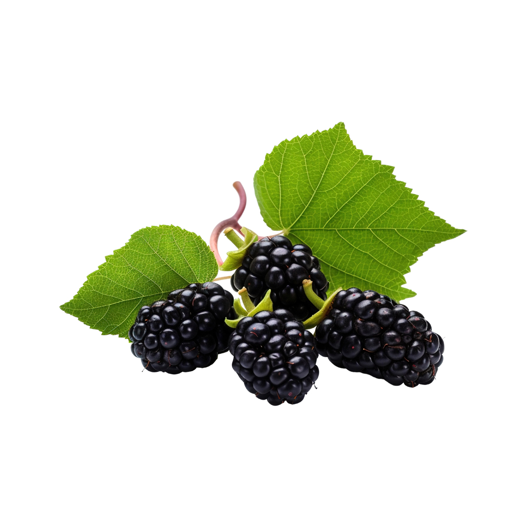 Mulberry